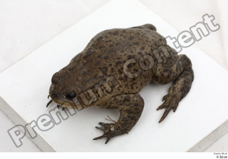 Toad  2 Bufo bufo whole body 0014.jpg